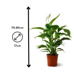 ATTITUDE JARDIN - Mélange de succulentes - plante d'intérieur - ↕ 5-10 cm - ⌀ 5,5 cm - lot de 20 plantes