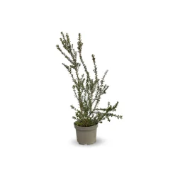 ATTITUDE JARDIN - Myrte tarentine - aromatique - plante méditerranéenne - ↕ 50-60 cm - ⌀ 20 cm - plante d'extérieur