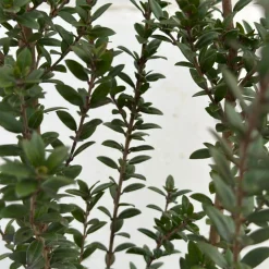 ATTITUDE JARDIN - Myrte tarentine - aromatique - plante méditerranéenne - ↕ 50-60 cm - ⌀ 20 cm - plante d'extérieur