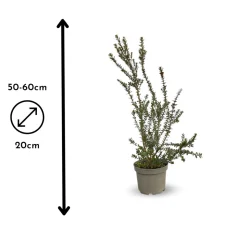 ATTITUDE JARDIN - Myrte tarentine - aromatique - plante méditerranéenne - ↕ 50-60 cm - ⌀ 20 cm - plante d'extérieur