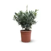 ATTITUDE JARDIN - Olivier europaea touffe - arbuste méditerranéen - ↕ 50-60 cm - ⌀ 19 cm - plante d'extérieur