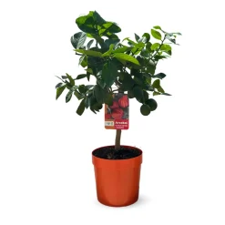 ATTITUDE JARDIN - Oranger Arcobal - citrus meyer sinensis - agrume méditerranéen - arbre fruitier - 75-85 cm - ⌀ 22 cm