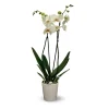 ATTITUDE JARDIN - Orchidée blanche - double branche - phalaenopsis - ↕ 60-70 cm - ⌀ 12 cm - cache pot en céramique blanc