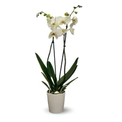 ATTITUDE JARDIN - Orchidée blanche - double branche - phalaenopsis - ↕ 60-70 cm - ⌀ 12 cm - cache pot en céramique blanc