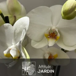 ATTITUDE JARDIN - Orchidée blanche - double branche - phalaenopsis - ↕ 60-70 cm - ⌀ 12 cm - cache pot en céramique blanc