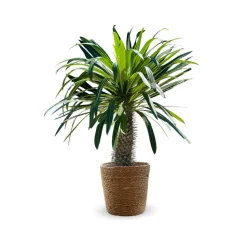 ATTITUDE JARDIN - Pachypodium lamerei avec panier en jonc de mer - palmier de madagascar - ↕ 80-90 cm - ⌀ 22 cm - cactus et plantes grasses