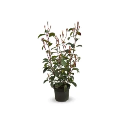 ATTITUDE JARDIN - Photinia red robin - plantes de haies - ↕ 50-60 cm - ⌀ 20 cm - plante d'extérieur