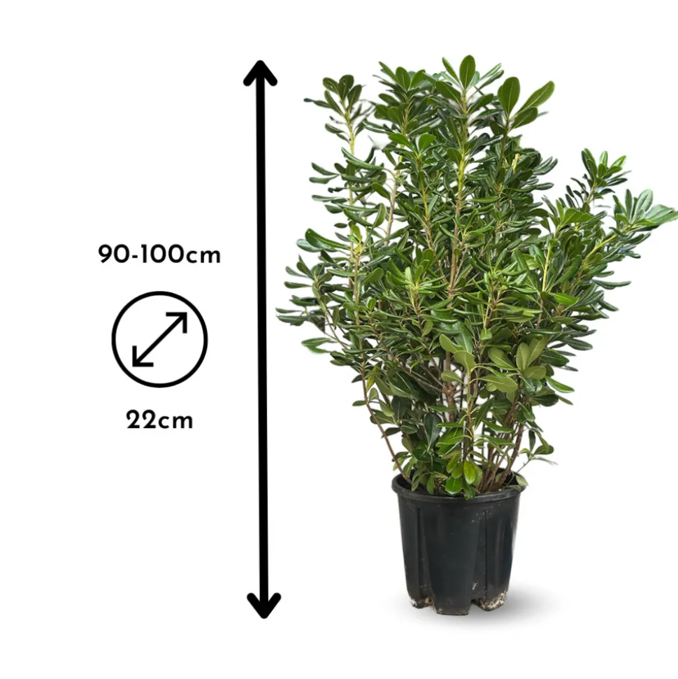 ATTITUDE JARDIN - Pittosporum tobira - plantes de haies - ↕ 90-100 cm - ⌀ 22 cm - plante d'extérieur