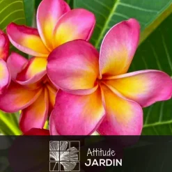 ATTITUDE JARDIN - Plumeria rubra frangipanier - plante fleurie - ↕ 80-90 cm - ⌀ 26 cm - plante d'intérieur & extérieur - fleur rose