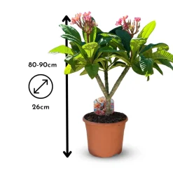 ATTITUDE JARDIN - Plumeria rubra frangipanier - plante fleurie - ↕ 80-90 cm - ⌀ 26 cm - plante d'intérieur & extérieur - fleur rose