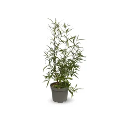 ATTITUDE JARDIN - Rhus viminalis - faux bambou - ↕ 50-60 cm - ⌀ 20 cm - plante d'extérieur