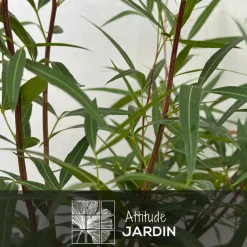 ATTITUDE JARDIN - Rhus viminalis - faux bambou - ↕ 50-60 cm - ⌀ 20 cm - plante d'extérieur