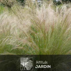 ATTITUDE JARDIN - Stipa tenuifolia - cheveux d'ange - plante d'extérieur - ↕ 70-80 cm - ⌀ 17 cm