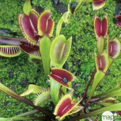 Attrape-mouches : Ø12cm, pot