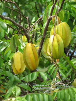 Averrhoa carambola (carambolier) - 70/100 cm