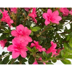 Azalée Japonaise de la série Encore® : pot 8L