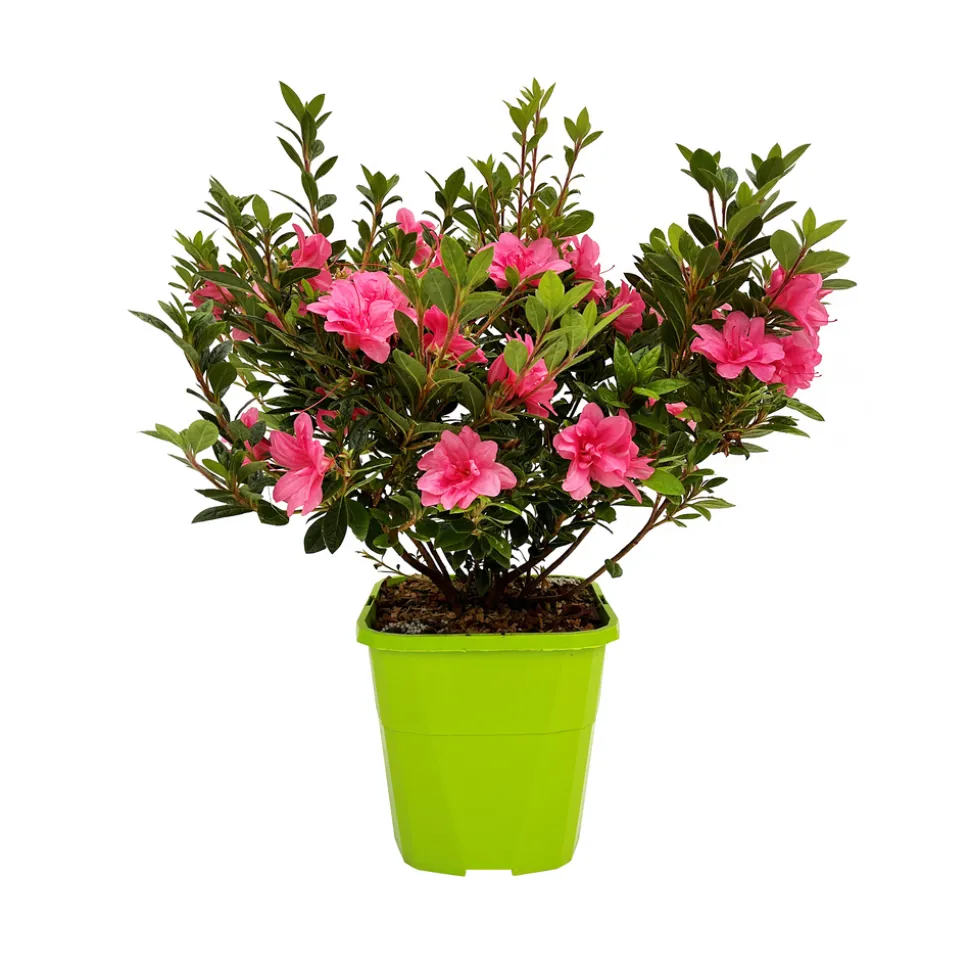 Azalée Japonaise de la série Encore® : pot 8L