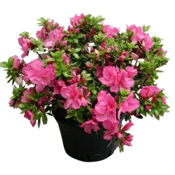 Azalea japonica : H 40/50 cm, ctr 7 L - Coloris variables