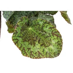Begonia rex sizemoreae - Pot D 12cm