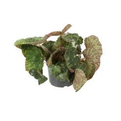 Begonia rex sizemoreae - Pot D 12cm