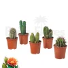 BEIJA-FLORES - Cactus mélange de 5 pots h-7/15cm