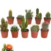 BEIJA-FLORES - Cactus mélange de 10 pots h-7/15cm