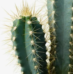 BEIJA-FLORES - Cactus mélange de 10 pots h-7/15cm