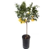 BEIJA-FLORES - Citronnier 4 saison large h-70/110 cm
