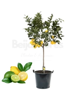 BEIJA-FLORES - Citronnier 4 saison large h-70/110 cm