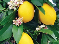 BEIJA-FLORES - Citronnier 4 saison large h-70/110 cm