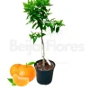 BEIJA-FLORES - Clémentinier en pot de 3l 70-110cm