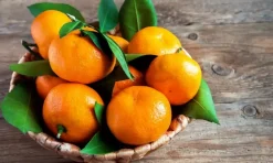 BEIJA-FLORES - Clémentinier en pot de 3l 70-110cm