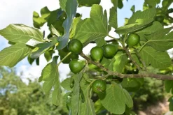 BEIJA-FLORES - Figuier carica pot 3l 70-110 cm