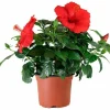 BEIJA-FLORES - Hibiscus en pot / hauteur livrée-40/80 cm