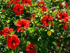 BEIJA-FLORES - Hibiscus en pot / hauteur livrée-40/80 cm