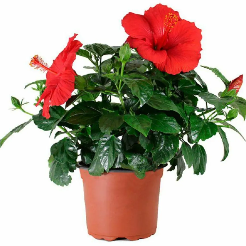 BEIJA-FLORES - Hibiscus en pot / hauteur livrée-40/80 cm
