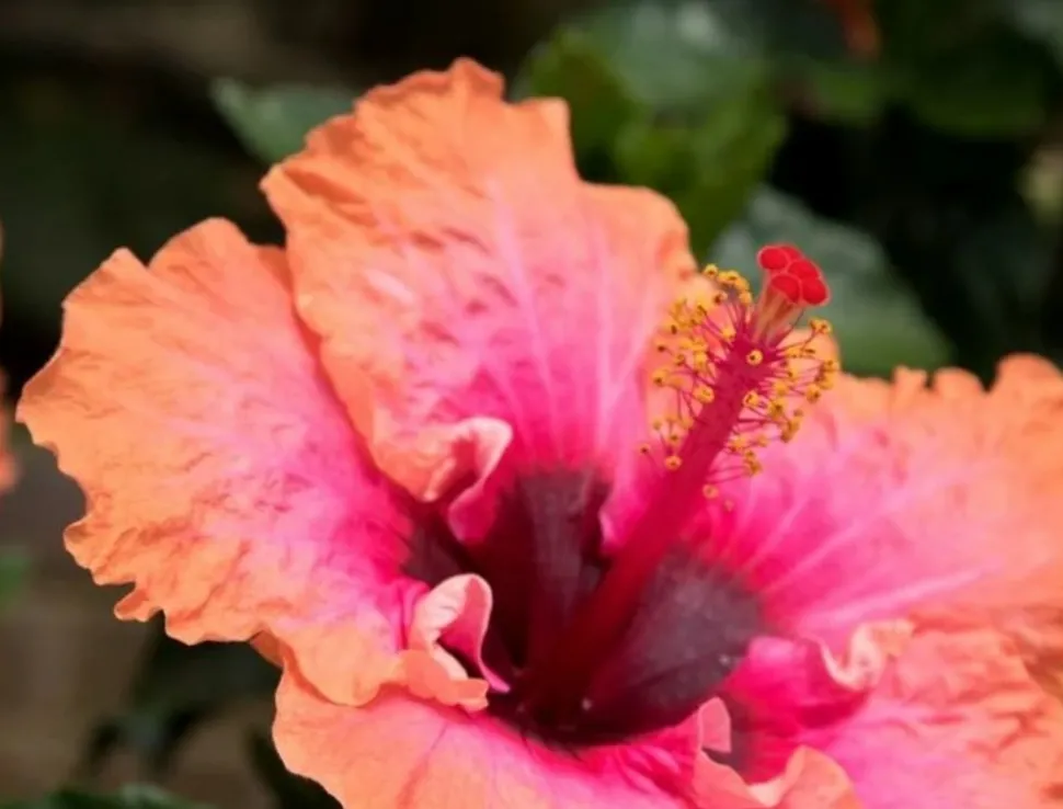 BEIJA-FLORES - Hibiscus en pot / hauteur livrée-40/80 cm