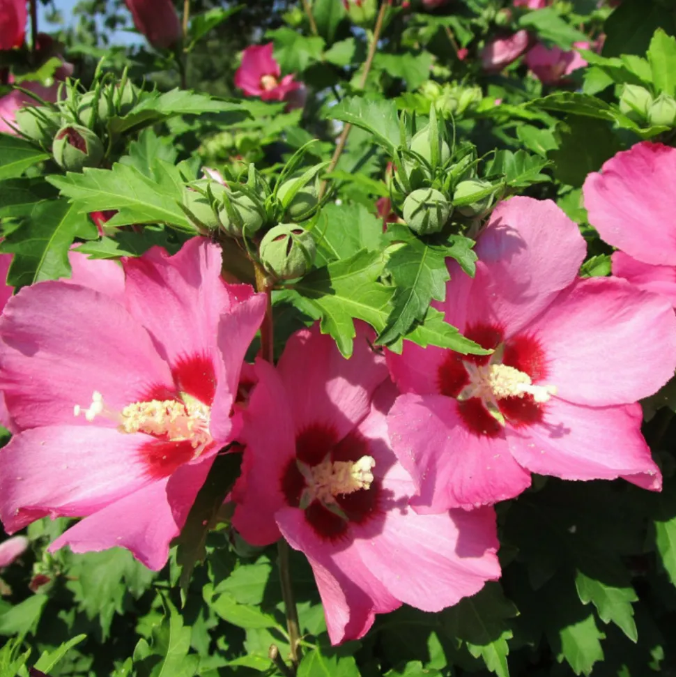 BEIJA-FLORES - Hibiscus en pot / hauteur livrée-40/80 cm