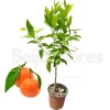 BEIJA-FLORES - Mandarinier en pot 3l 70-110 cm