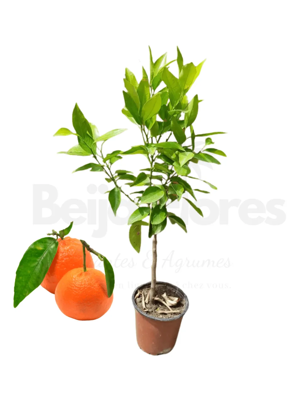 BEIJA-FLORES - Mandarinier en pot 3l 70-110 cm