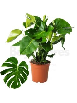 BEIJA-FLORES - Monstera deliciosa h-55/70cm