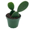 BEIJA-FLORES - Opuntia figuier de barbarie h-40/60 cm