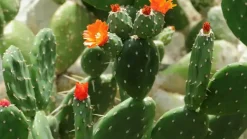 BEIJA-FLORES - Opuntia figuier de barbarie h-40/60 cm