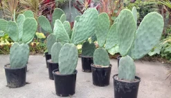 BEIJA-FLORES - Opuntia figuier de barbarie h-40/60 cm