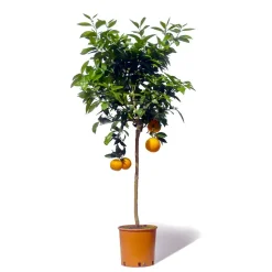 BEIJA-FLORES - Oranger new hall large h-70/110 cm