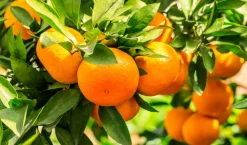 BEIJA-FLORES - Oranger new hall large h-70/110 cm