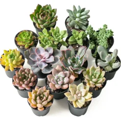 BEIJA-FLORES - Succulentes mélange de 10 pots h-7/15cm