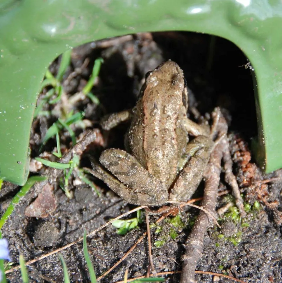 BEST FOR BIRDS - Abri crapaud en céramique