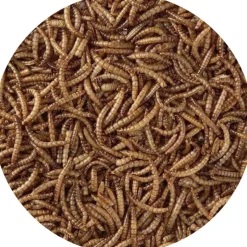 BEST FOR BIRDS - Vers de farine séchés 125 gr