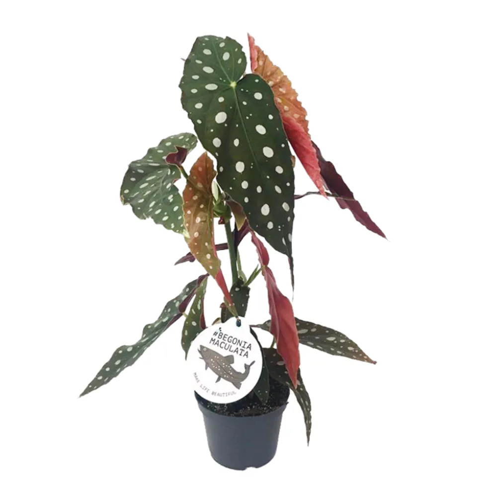 Bégonia maculata 'Mac Wings' pot D 12 cm